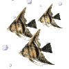 fish024