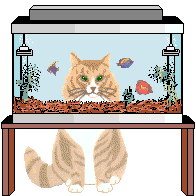 katze46